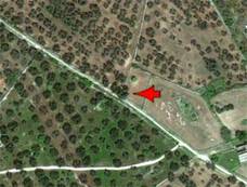 This map, sent with the Declaration, shows where the tree is growing in Italy. Olive Tree 2